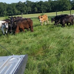 Meet your Posher, Al